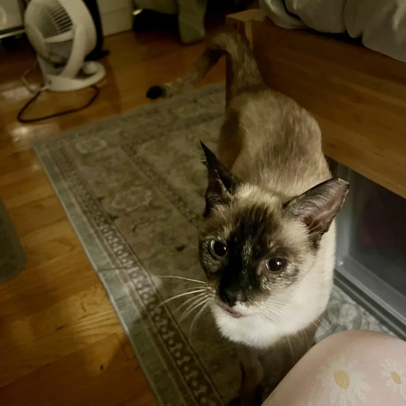 Indigo N thumbnail 3