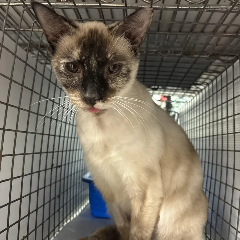 Indigo N thumbnail 4