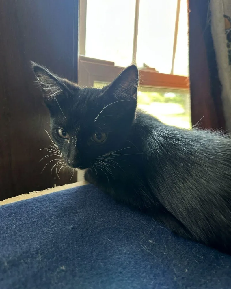 A baby medium-sized male Black & White / Tuxedo Domestic Short Hair cat named Thumper for adoption in Wheaton, IL