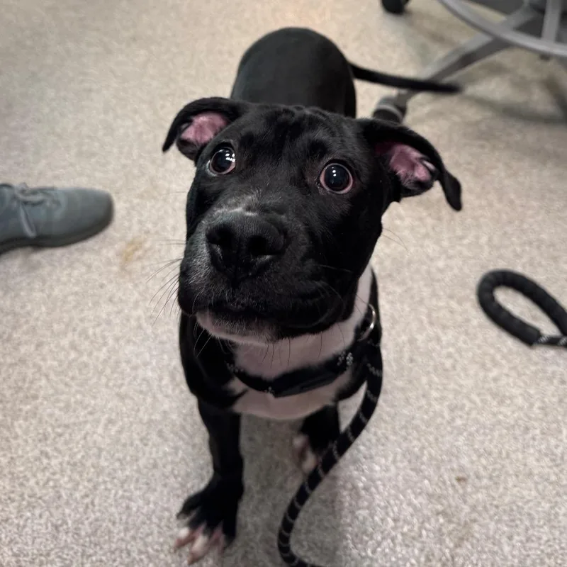 A baby medium-sized male Staffordshire Bull Terrier dog named Thumper for adoption in Englewood, FL