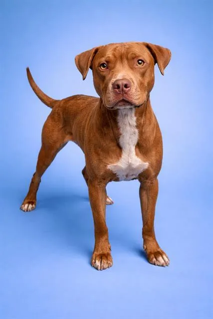 A young medium-sized male Mixed Breed dog named Foxworthy for adoption in Jacksonville, FL