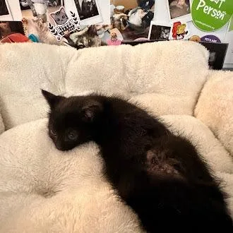 A baby small-sized female Black Domestic Short Hair cat named Soda for adoption in Lynchburg, VA