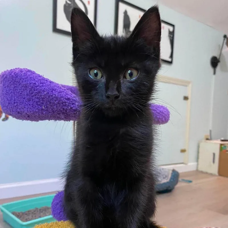 A baby small-sized male Black Domestic Short Hair cat named Lycos for adoption in Nashville, TN