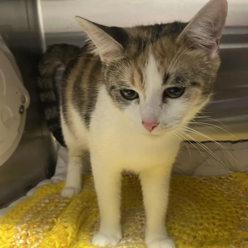 An adult large-sized female Calico Domestic Short Hair cat named Rain DropOPAC for adoption in Oak Park, IL