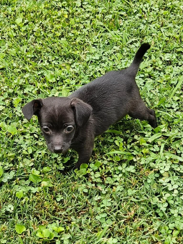 A baby small-sized male Chihuahua dog named Piglet for adoption in Manchester, TN