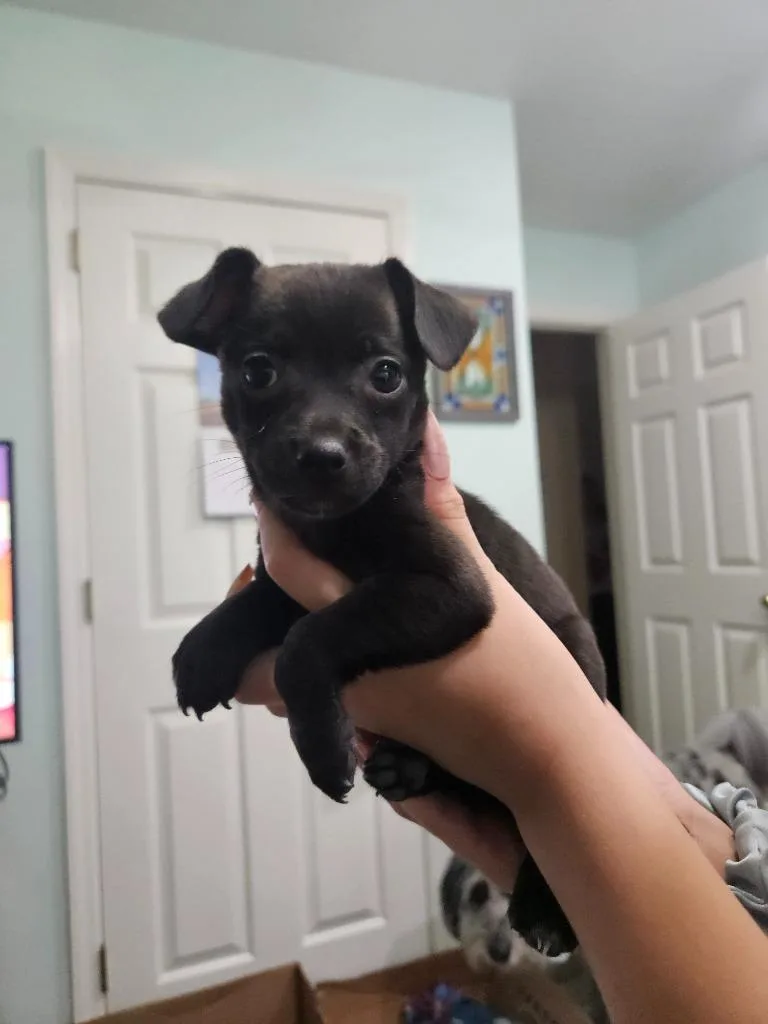 Piglet thumbnail 2