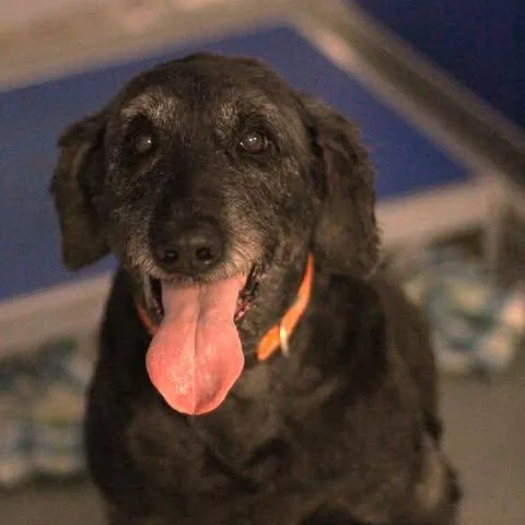 An adult large-sized male Black Labradoodle dog named Blu for adoption in Fredericksburg, VA