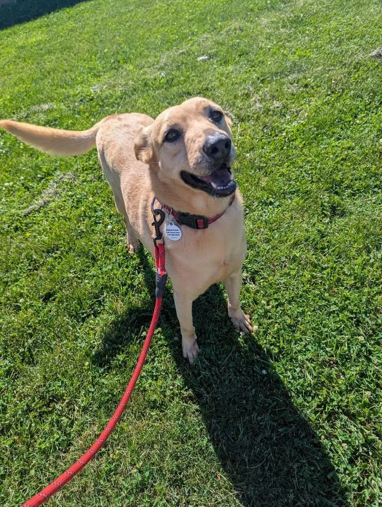 An adult medium-sized female Labrador Retriever dog named Precious for adoption in North Syracuse, NY