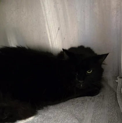 An adult large-sized male Domestic Short Hair cat named Bob for adoption in Gainesville, FL