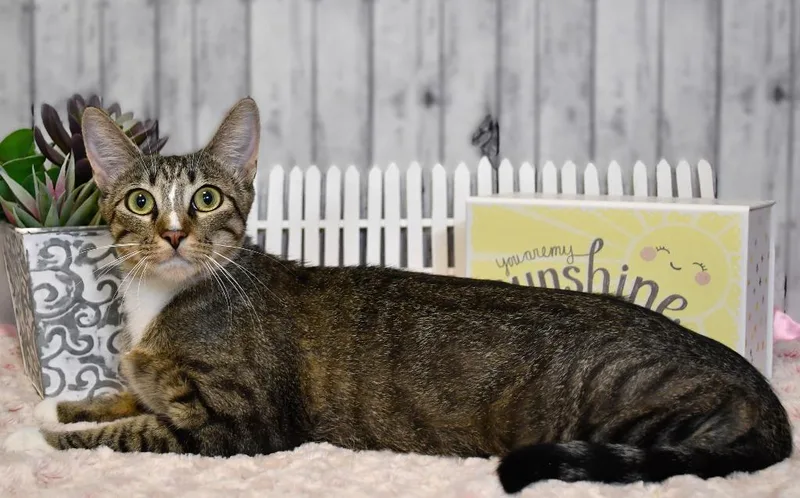 A young medium-sized female Domestic Short Hair cat named Corrine for adoption in Roanoke, TX