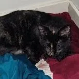 A baby small-sized female Black Domestic Short Hair cat named W Momma for adoption in Maple Falls, WA