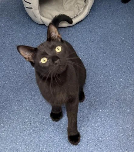 A young medium-sized male Domestic Short Hair cat named Mon Ami for adoption in St. Johnsbury, VT