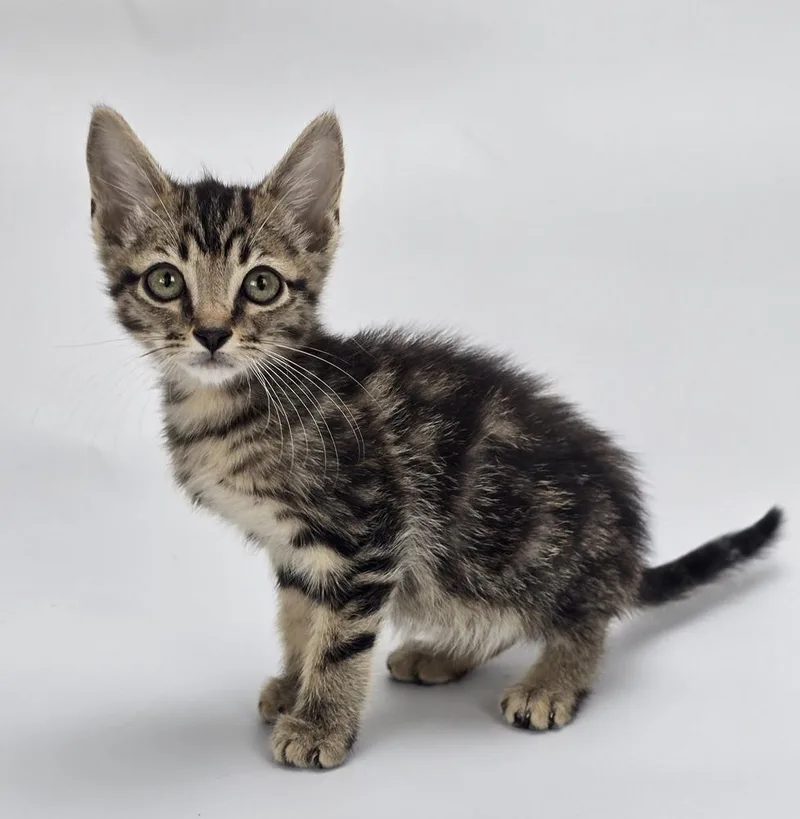 A baby medium-sized male Tabby (Brown / Chocolate) Domestic Short Hair cat named Macho Man for adoption in Sedalia, CO