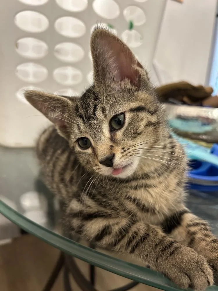 A baby small-sized male Domestic Short Hair cat named Luigi for adoption in Ferndale, MI