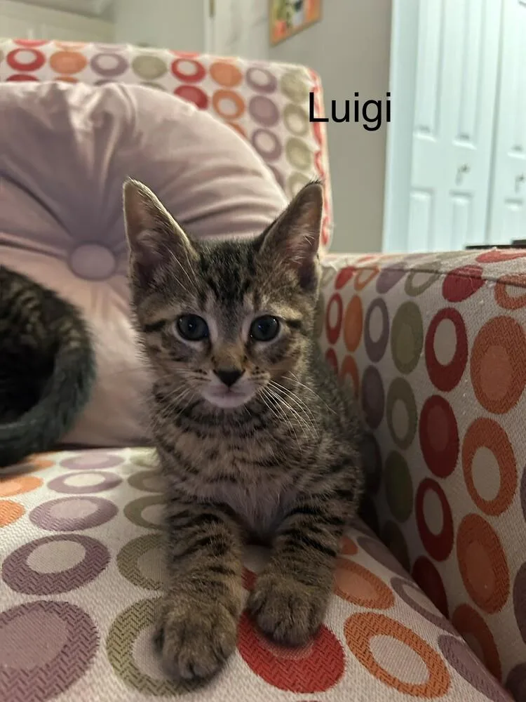 Luigi thumbnail 2