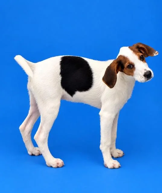 A baby small-sized female Beagle dog named Jolene for adoption in Westminster, MD