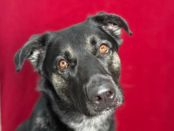 Sirius
