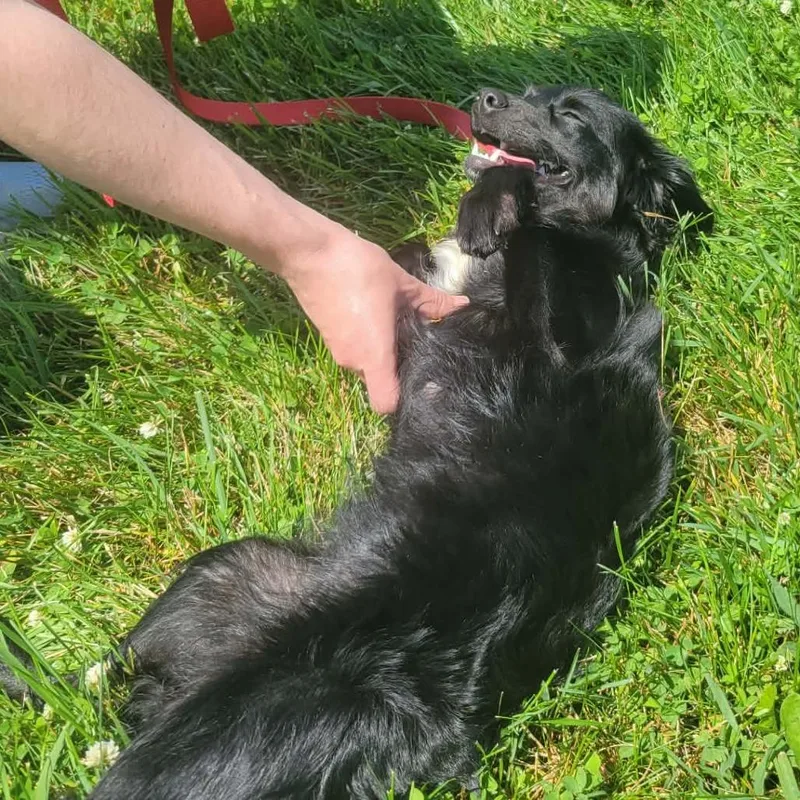A young small-sized female Black Spaniel dog named Gabrielle for adoption in La Grange, KY