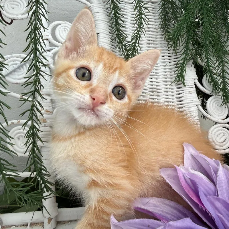 A baby small-sized male Orange / Red Domestic Short Hair cat named Rusty Outlaw for adoption in Eaton Rapids, MI