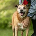 A senior large-sized female Yellow / Tan / Blond / Fawn Australian Terrier dog named Bunny for adoption in Hilliard, OH