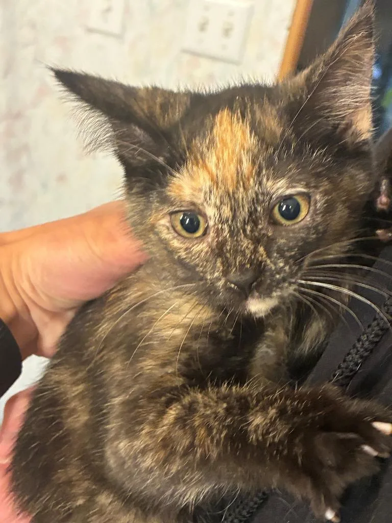 A baby small-sized female Domestic Short Hair cat named Carly for adoption in Thompson Falls, MT
