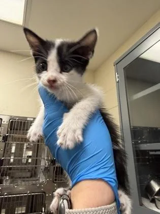 A baby medium-sized male Black Domestic Short Hair cat named Harry Potter for adoption in Wichita, KS