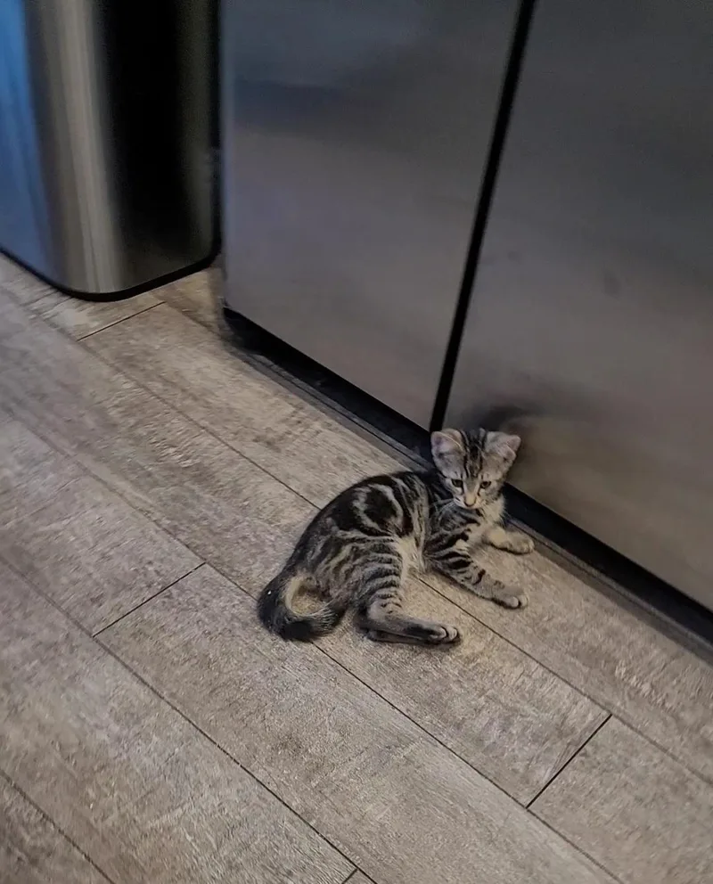 A baby small-sized male Smoke Tabby cat named Benny for adoption in Escalon, CA