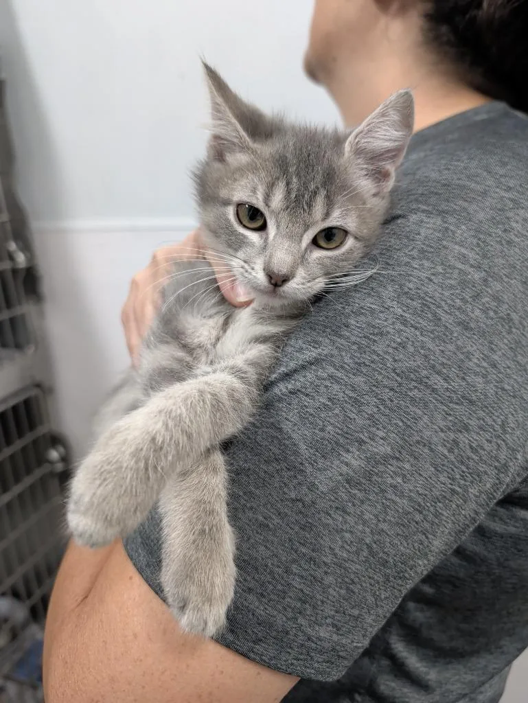 A baby medium-sized male Domestic Short Hair cat named Warhead for adoption in Denham Springs, LA