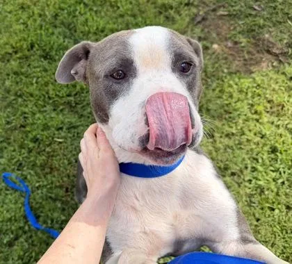 An adult large-sized male Mixed Breed dog named Coleman for adoption in Chamblee, GA