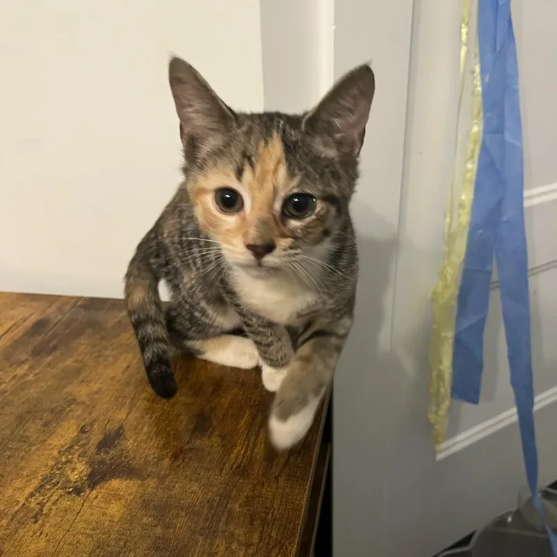 A baby medium-sized female Calico Domestic Short Hair cat named Balrog for adoption in Seneca, SC