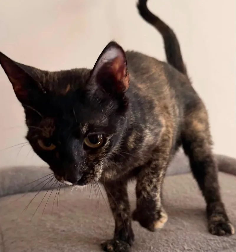 A young small-sized female Domestic Short Hair cat named Wendy for adoption in Mayfield, NY