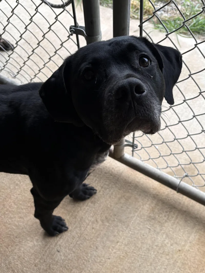 An adult large-sized male Black Labrador Retriever dog named Brutus for adoption in Monticello, GA