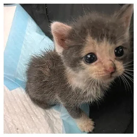 A baby small-sized female Gray / Blue / Silver Domestic Short Hair cat named Alice for adoption in Los Angeles, CA