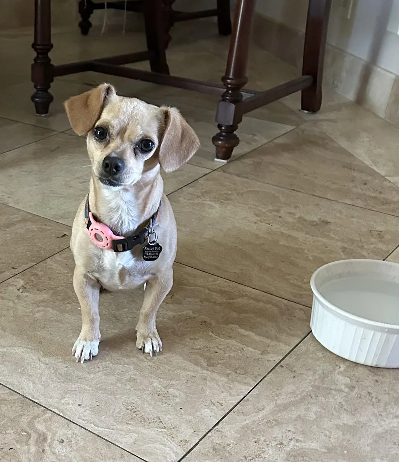 A young small-sized female Chihuahua dog named Sammy for adoption in Orange, CA