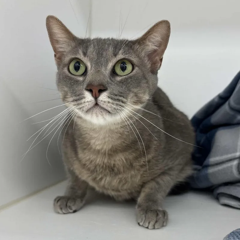 An adult extra large-sized male Gray / Blue / Silver Domestic Short Hair cat named Yogurt for adoption in Beaumont, TX