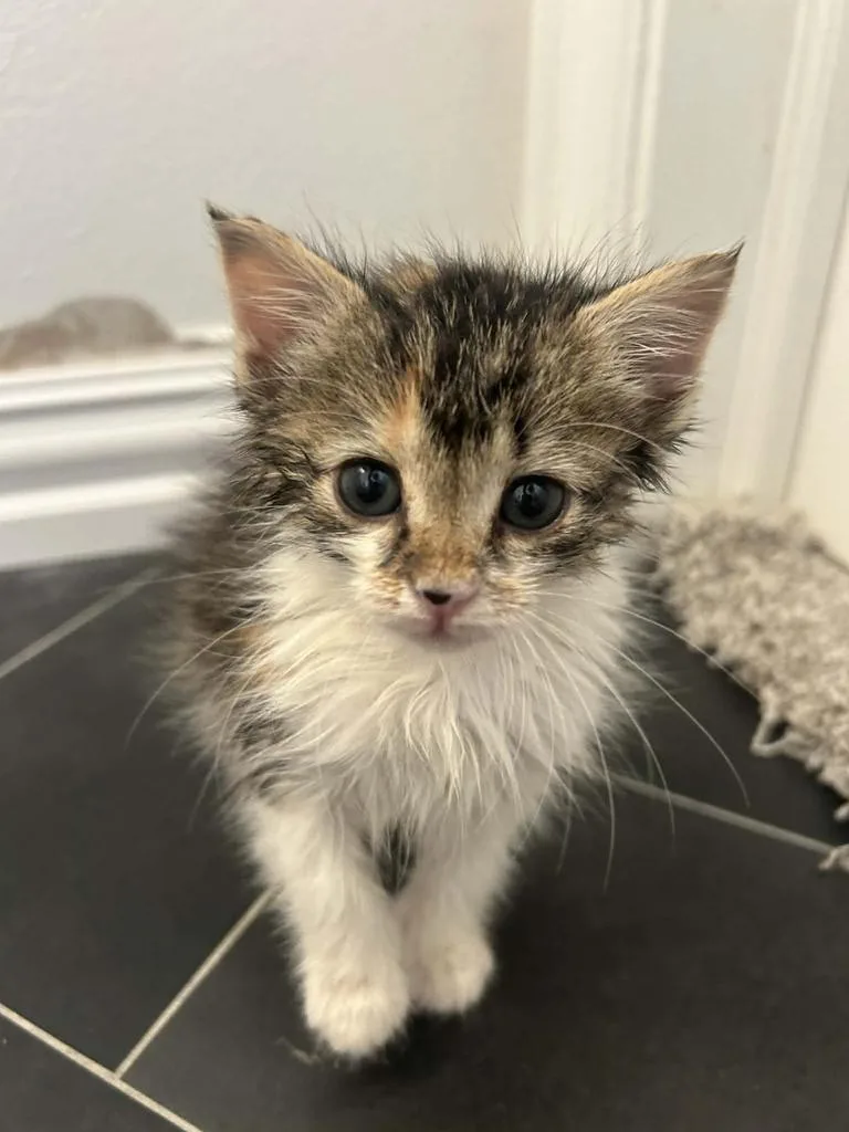 A baby small-sized female Domestic Short Hair cat named Cinnamon for adoption in Mustang, OK