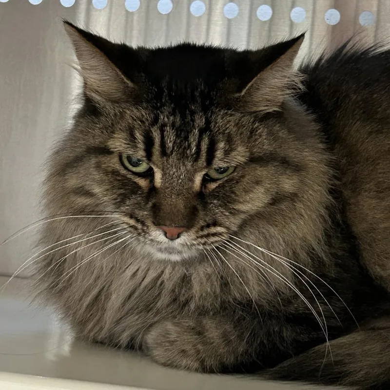 A senior medium-sized male Brown / Chocolate Domestic Long Hair cat named Dovah for adoption in Denver, CO