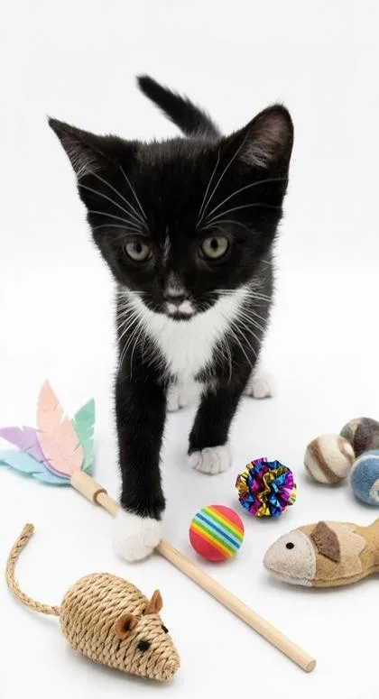 A baby small-sized male Domestic Short Hair cat named Orange for adoption in Cumming, GA