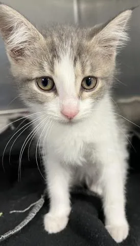 A baby small-sized female Domestic Short Hair cat named Rita for adoption in Clinton Township, MI