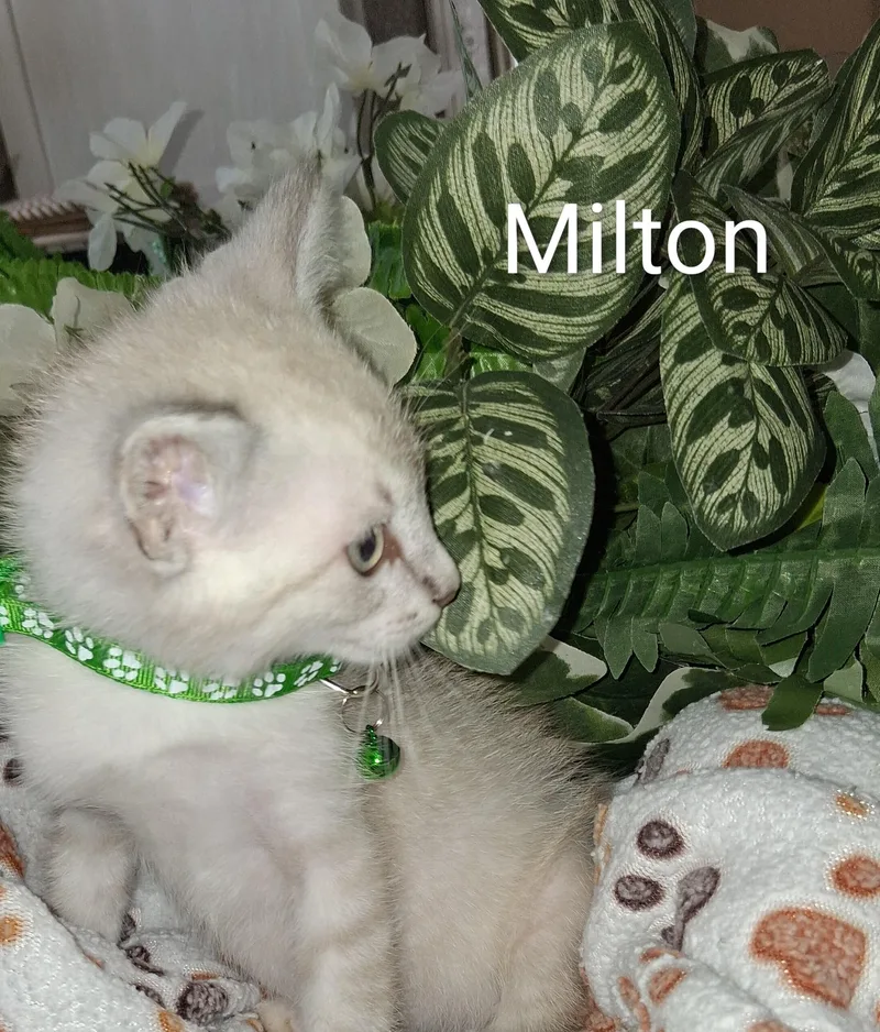 A baby large-sized male Lilac Point Domestic Short Hair cat named Milton for adoption in Redondo Beach, CA