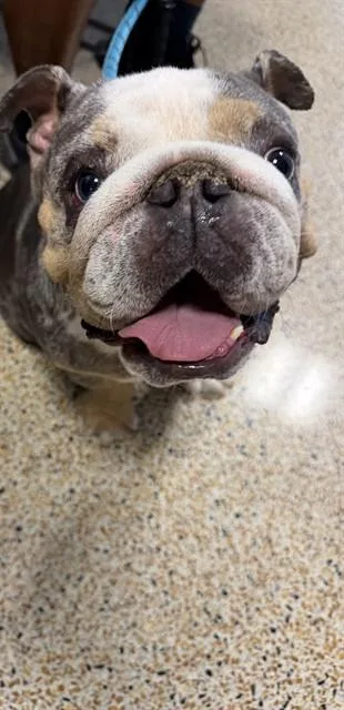 A young small-sized female American Bulldog dog named Kori for adoption in Miami, FL