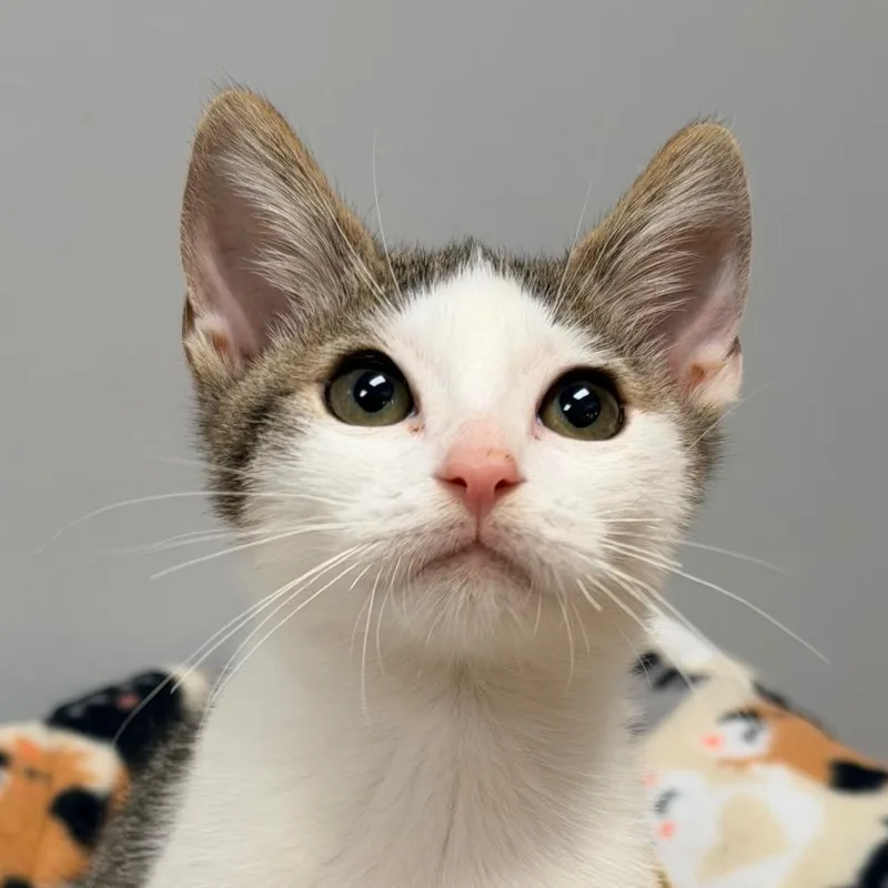 A baby medium-sized male White Domestic Short Hair cat named Robin for adoption in miami, FL