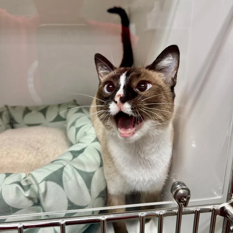 An adult large-sized female Cream / Ivory Domestic Short Hair cat named Aquamarine Ci for adoption in Union, MO