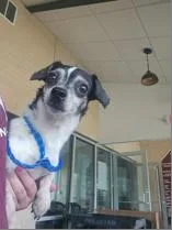 A young small-sized male Chihuahua dog named Tucker for adoption in Portland, ME
