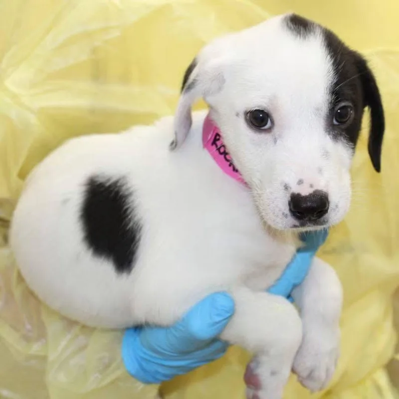 A baby small-sized female Mixed Breed dog named Briar for adoption in Watertown, WI