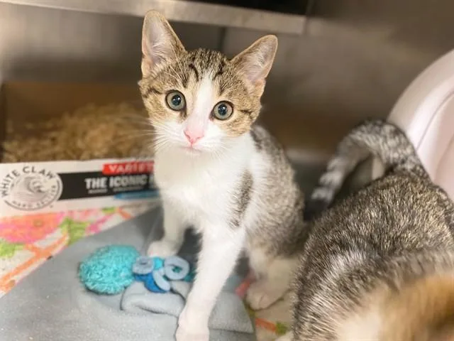 A baby small-sized male Domestic Short Hair cat named Oopsie for adoption in Fort Wayne, IN
