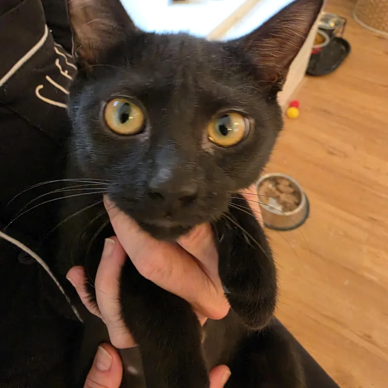 A baby small-sized male Black Domestic Short Hair cat named Jackson for adoption in Lawrenceville, GA