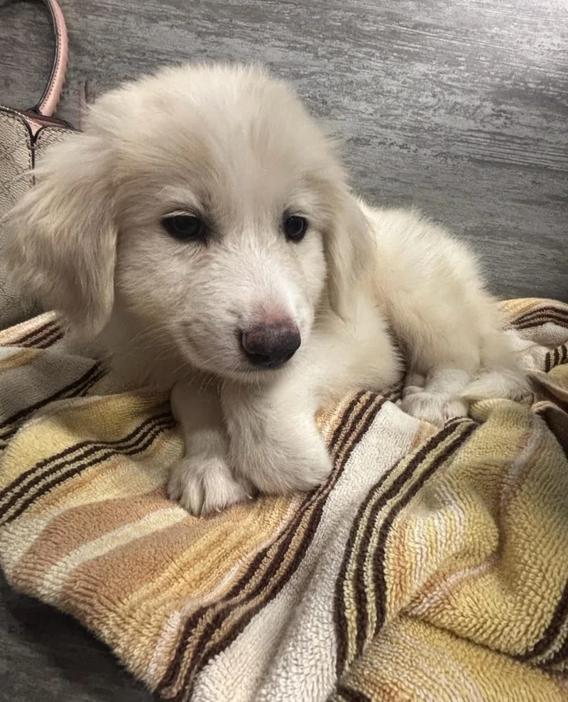A baby small-sized male Great Pyrenees dog named Everest for adoption in merrillville, IN