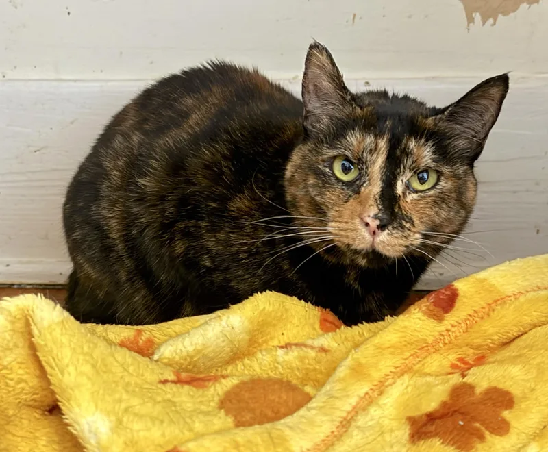 An adult large-sized female Tortoiseshell Domestic Short Hair cat named Ellie and Hazel for adoption in Savannah, GA
