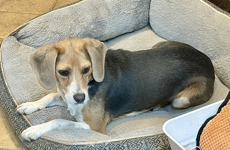 A young small-sized female Tricolor (Brown, Black, & White) Beagle dog named Meet Ms. Molly for adoption in Albert Lea, MN